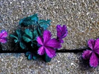 Siyanür Zehirlenmesinde Nasıl Hayatta&nbsp;Kalınır